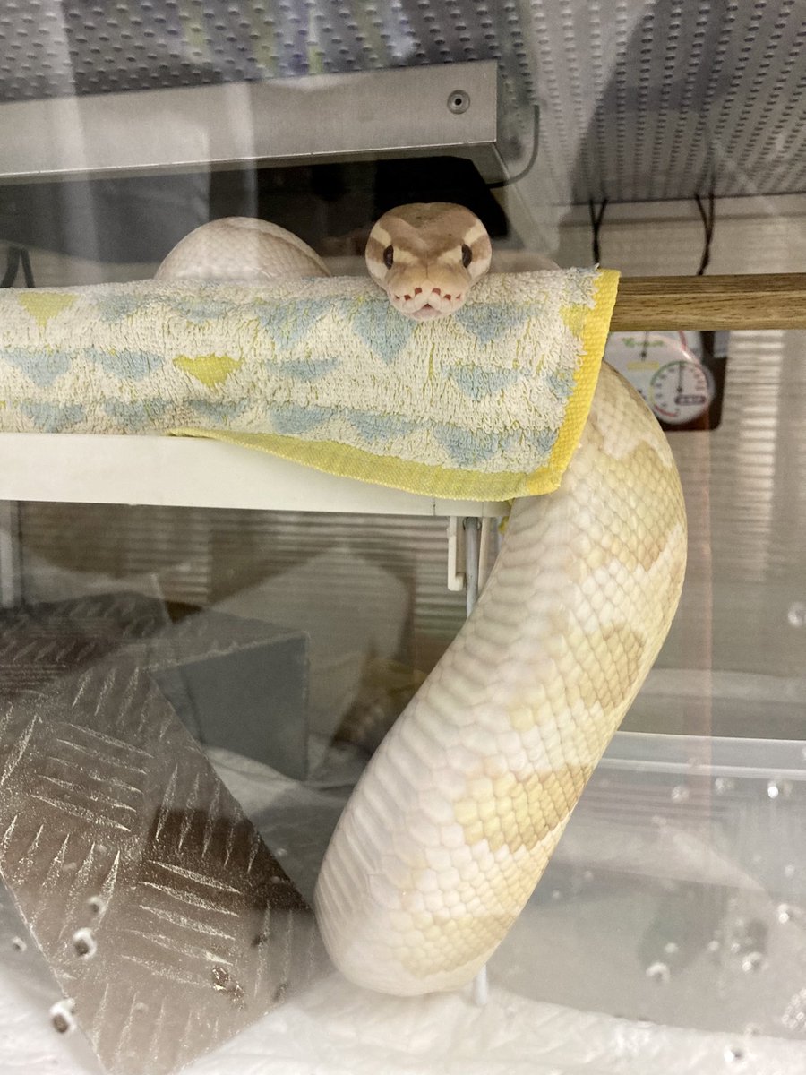 なんですかそのかわいすぎるポーズは