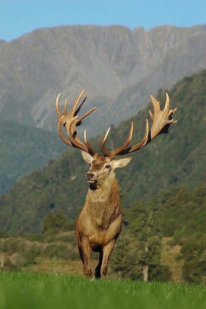 natures_picture's tweet photo. Buck https://t.co/IHtpNBoonn