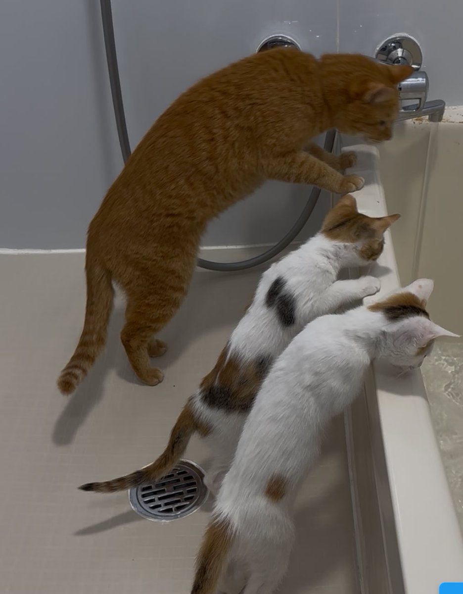 お風呂の勉強会

#猫好きさんと繋がりたい
#ねこ