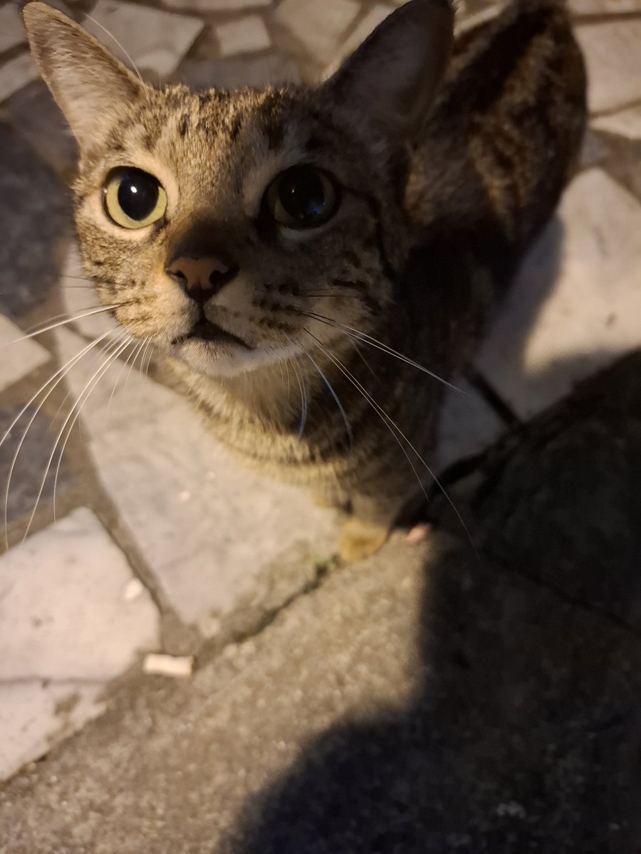 大供煮 tweet media