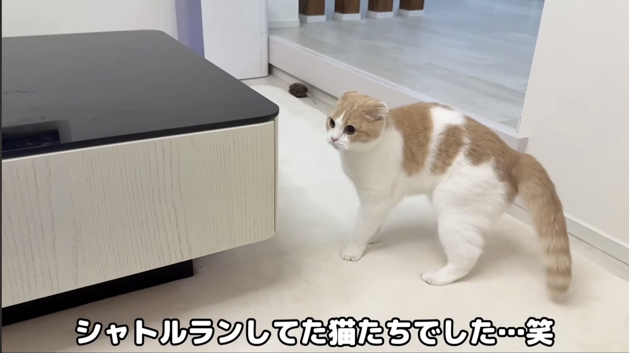 もちまる もちまる日記 - Search / X