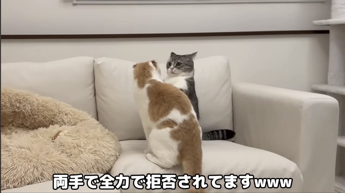 もちまる日記 - Search / X