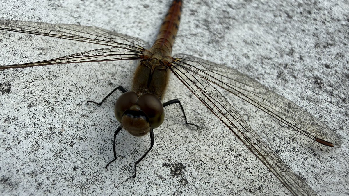 するめページ するめ (@SURUME0_1) / Posts / X