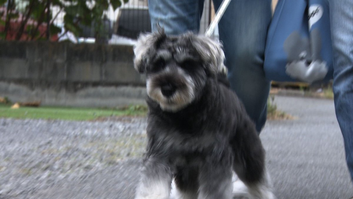 cx_mezamashi's tweet image. #きょうのわんこ に登場してくれたのは「角煮」でした🐶暑かった夏に初めて食べた氷にどはまり🧊今も散歩から帰ると奥さんが砕いてくれる氷に夢中なんだって😆

きょうのわんこはFODで無料配信中→fod.fujitv.co.jp/title/3291/

#めざましテレビ