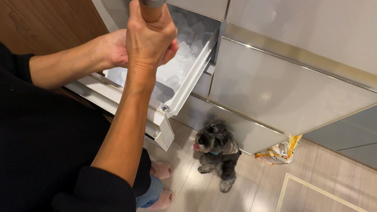 cx_mezamashi's tweet image. #きょうのわんこ に登場してくれたのは「角煮」でした🐶暑かった夏に初めて食べた氷にどはまり🧊今も散歩から帰ると奥さんが砕いてくれる氷に夢中なんだって😆

きょうのわんこはFODで無料配信中→fod.fujitv.co.jp/title/3291/

#めざましテレビ