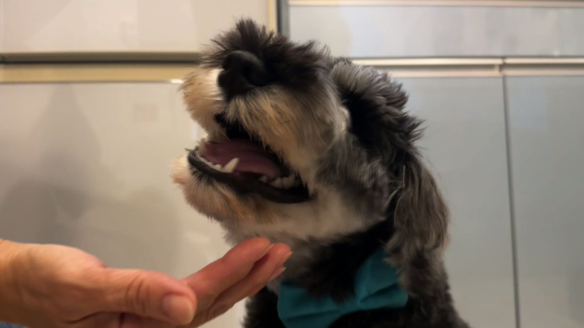 cx_mezamashi's tweet image. #きょうのわんこ に登場してくれたのは「角煮」でした🐶暑かった夏に初めて食べた氷にどはまり🧊今も散歩から帰ると奥さんが砕いてくれる氷に夢中なんだって😆

きょうのわんこはFODで無料配信中→fod.fujitv.co.jp/title/3291/

#めざましテレビ