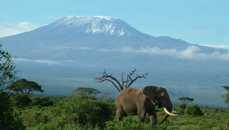SerianTours's tweet photo. Witness Africa’s beauty unfold at Amboseli National Park, where herds of elephants roam against the stunning backdrop of Mount Kilimanjaro. A view you’ll never forget. 
#DiscoverAmboseli #MagicalKenya #TravelAfrica #VisitKenya #ExploreWild https://t.co/JB94bF5O9c