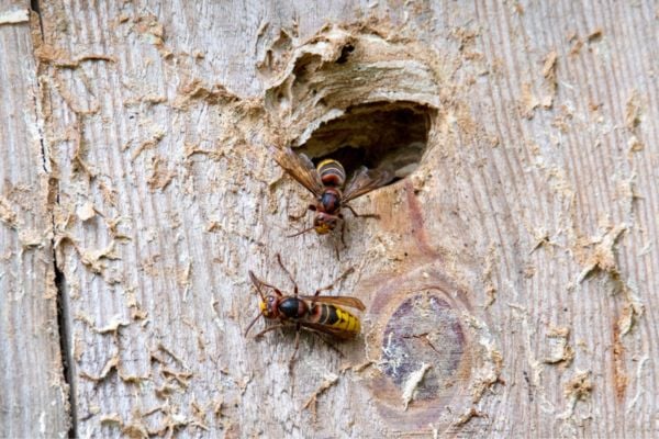 atlcpestcontrol's tweet image. Save time, stay safe—choose Atlantic Exterminating for hassle-free hornet control services backed by years of local expertise.

Reach out atlanticexterminating.org/hornets-contro…

#HornetControl #PestControlExperts #AtlanticExterminating #SafeHome #HornetRemoval