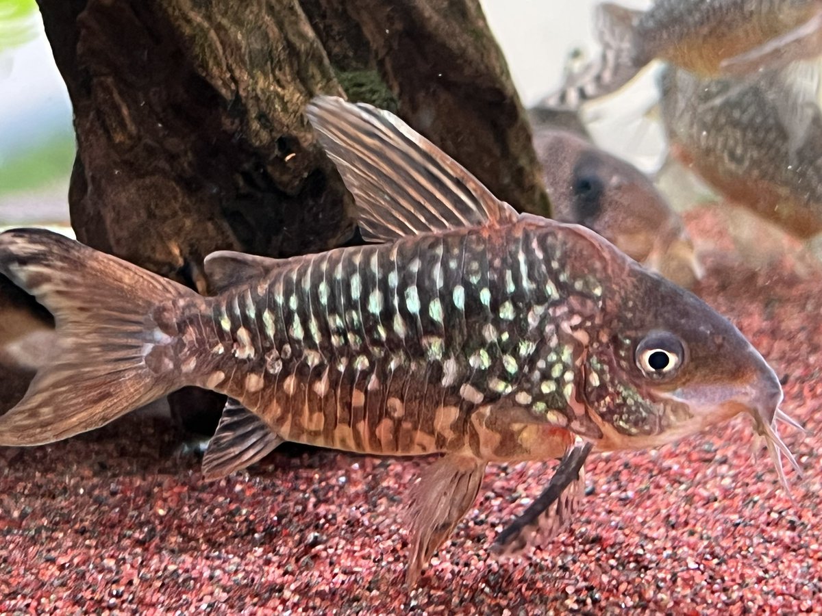 kimuraebinamazu's tweet image. 良パンタナルエンシス😄
#コリドラス