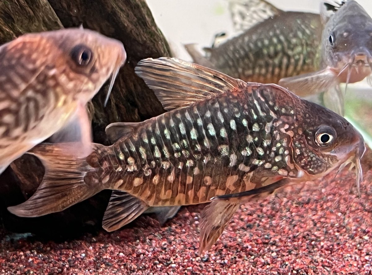 kimuraebinamazu's tweet image. 良パンタナルエンシス😄
#コリドラス