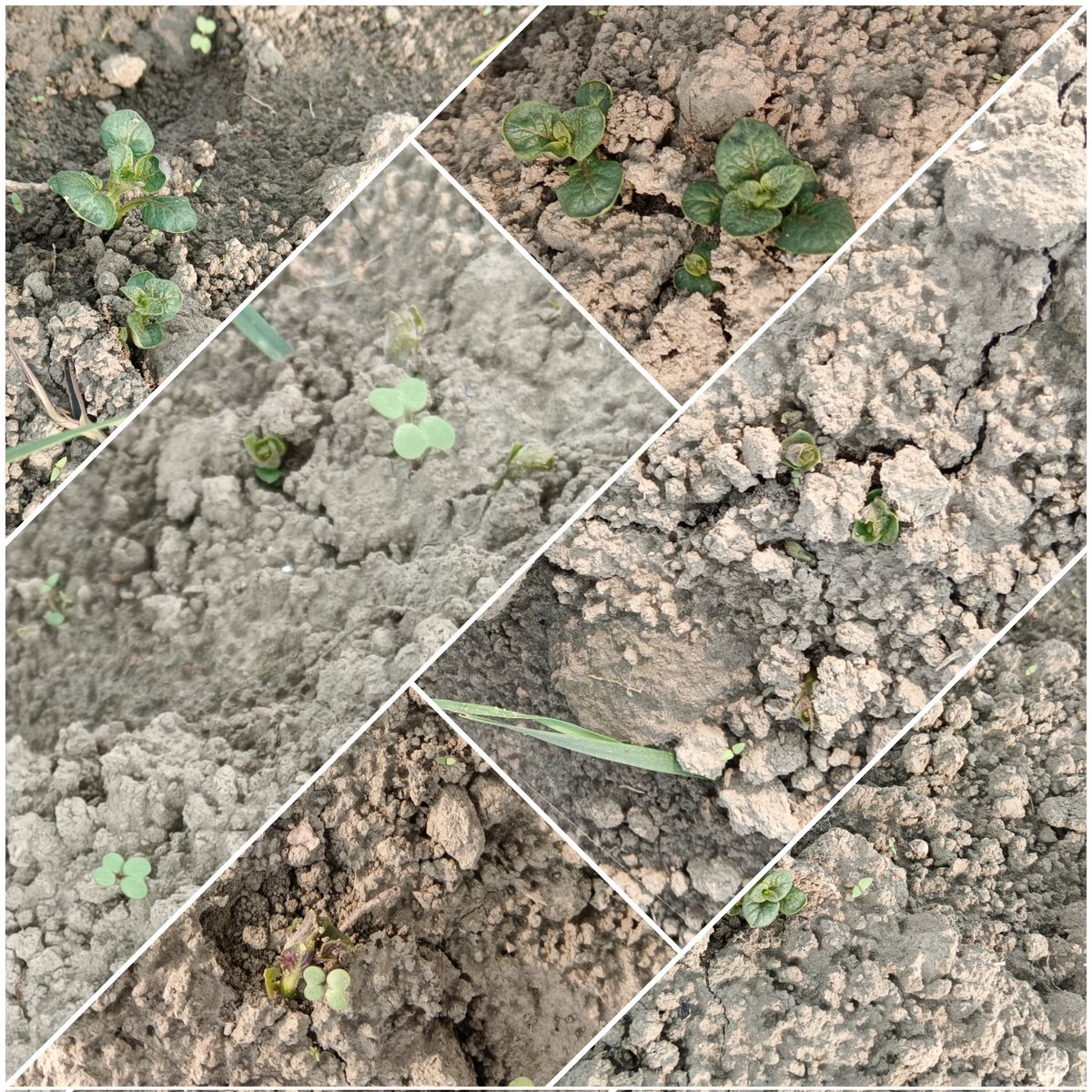 Sarveshkashy's tweet image. 🤔 कमेंट में बता सकते हैं! कौन सी फसल है ! 

👉 Or only a farmer can tell!  ⤵️

#photographer #fasal 🌱