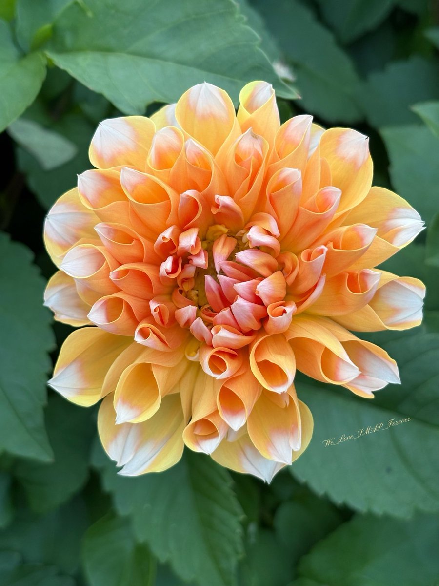 ふぁいんぴーす⭐️🧡 on X