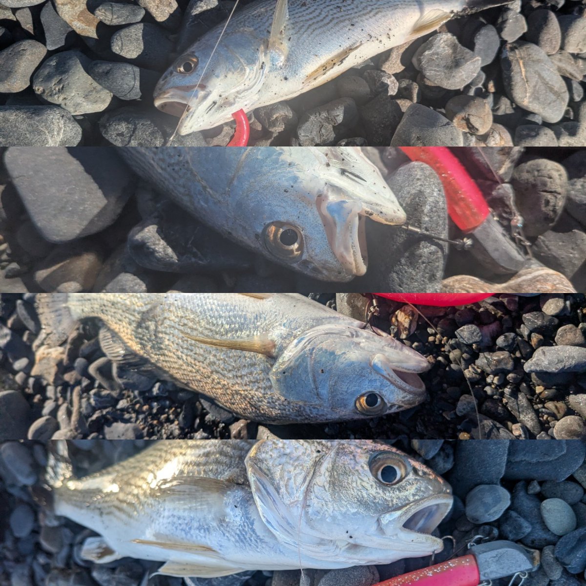 さゆりーぬ on X