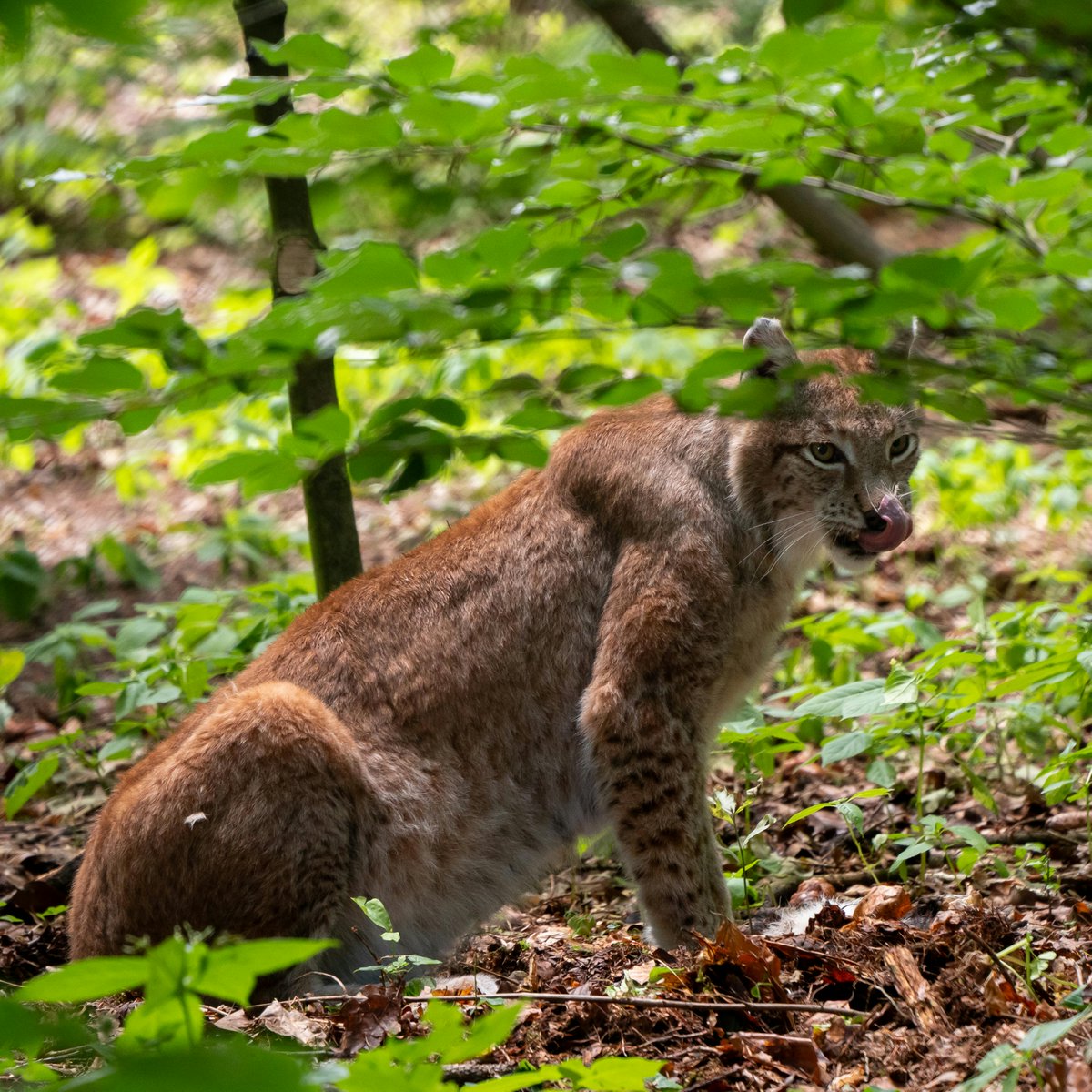 山﨑😸（実績屋さん） tweet media