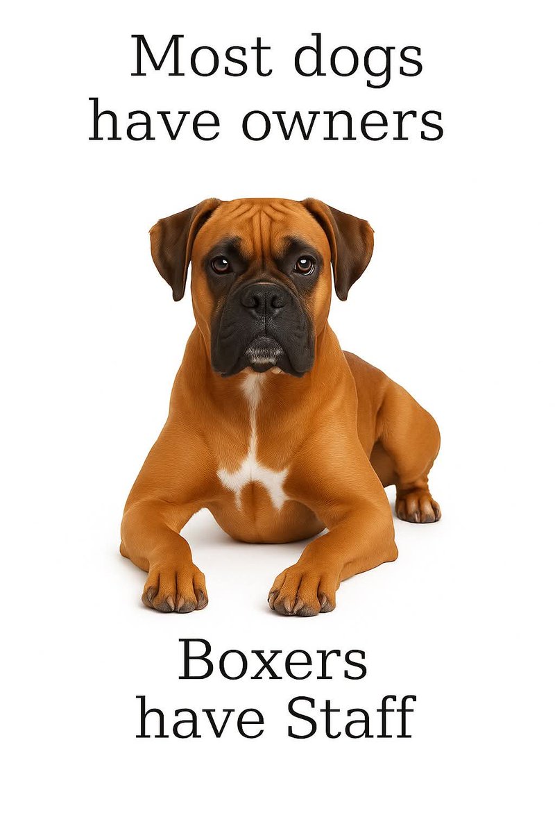 BOXER DAILY tweet media