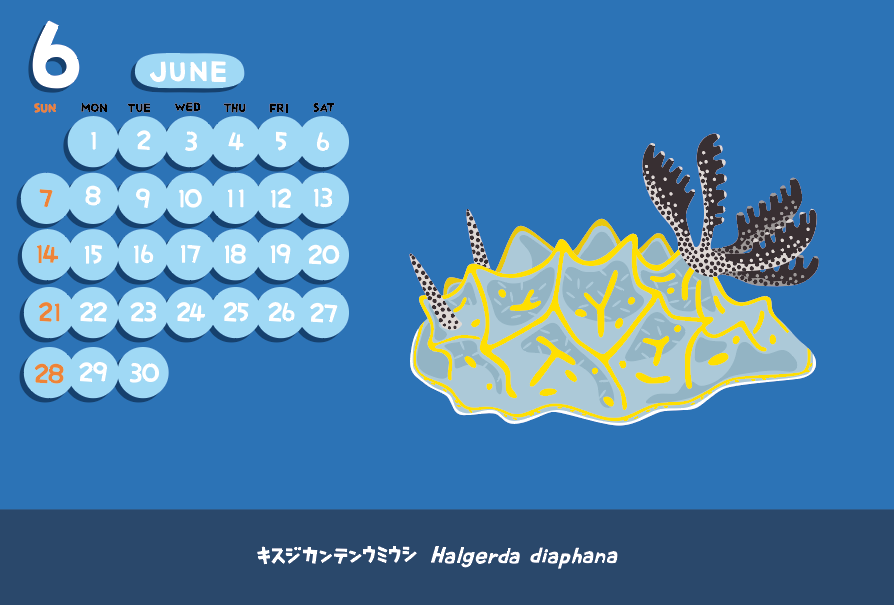 vimytaro's tweet image. キスジカンテンウミウシ･･･カレンダー制作遅れてるぅ〜
