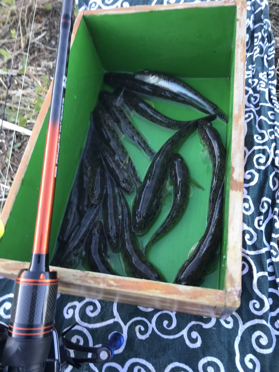 大人気☆お魚釣り sonic_zx on X