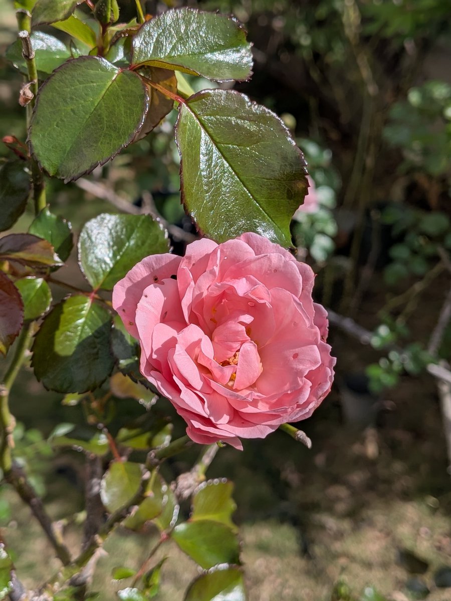 ♡♡♡ページ 風の便り(本垢) on X