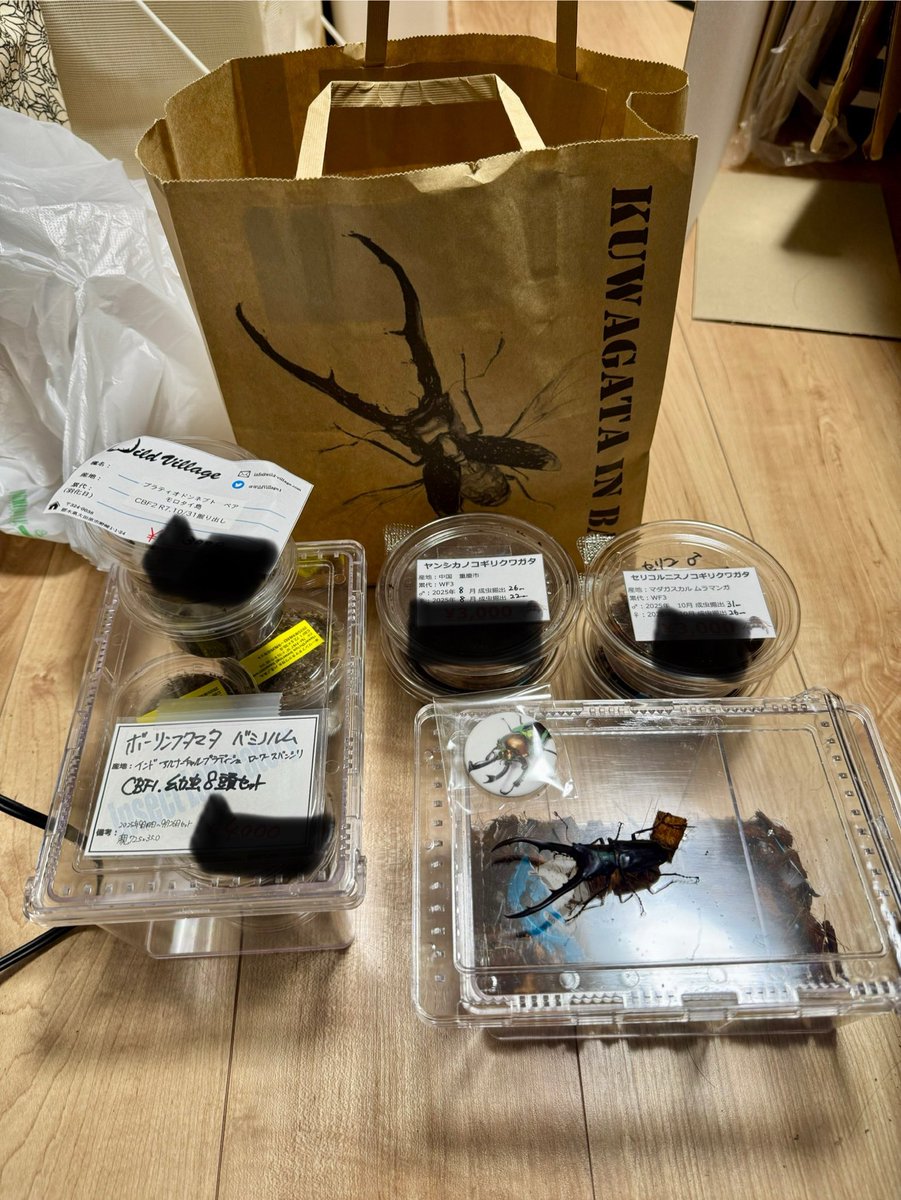 t*o様 ヤクシマヒゴタイ t*o様 ヤクシマヒゴタイ ノ*イ様 ヤクシマヒゴタイ