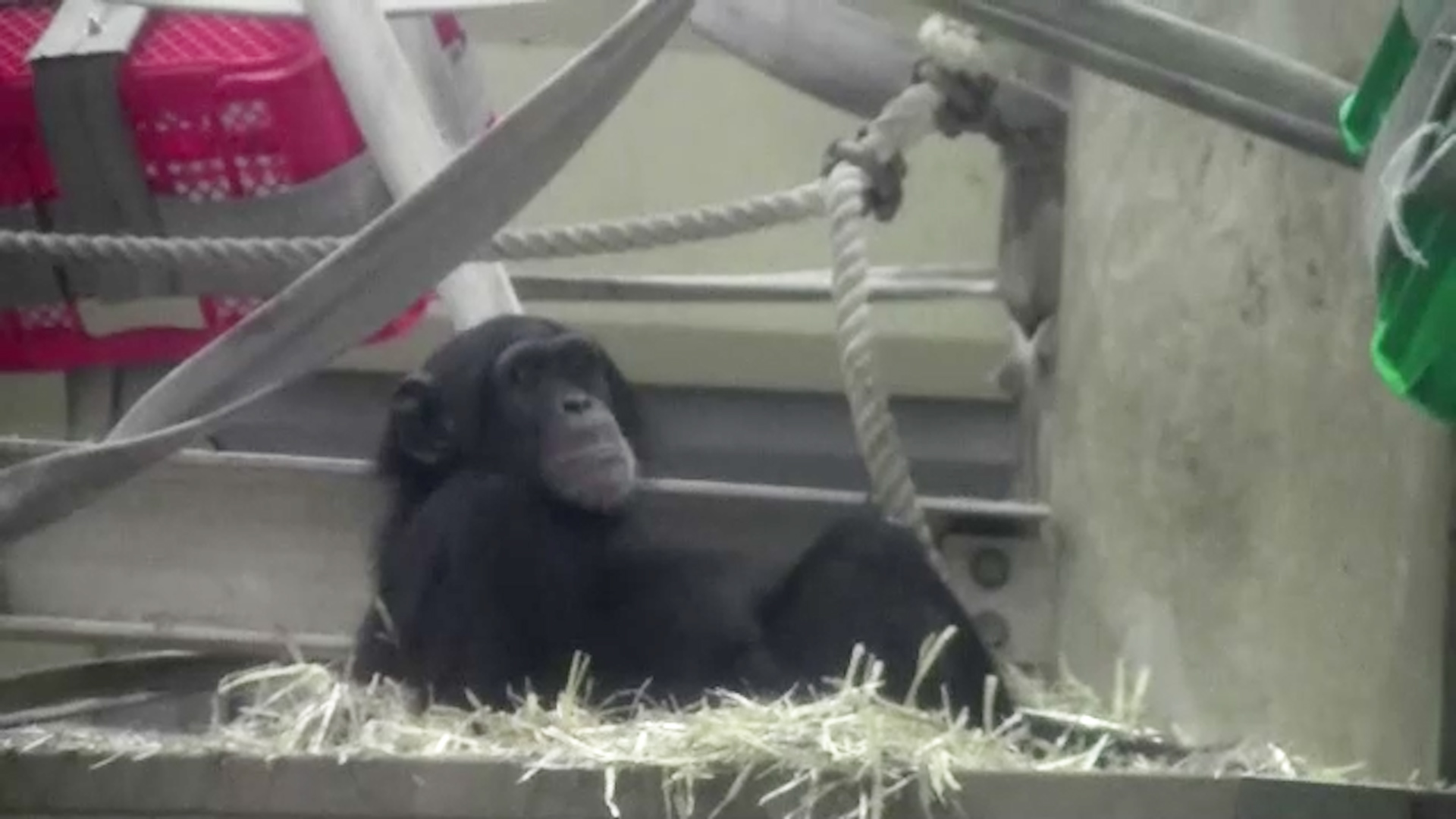 居眠りチンパンジー 名古屋市東山動植物園 on X: 