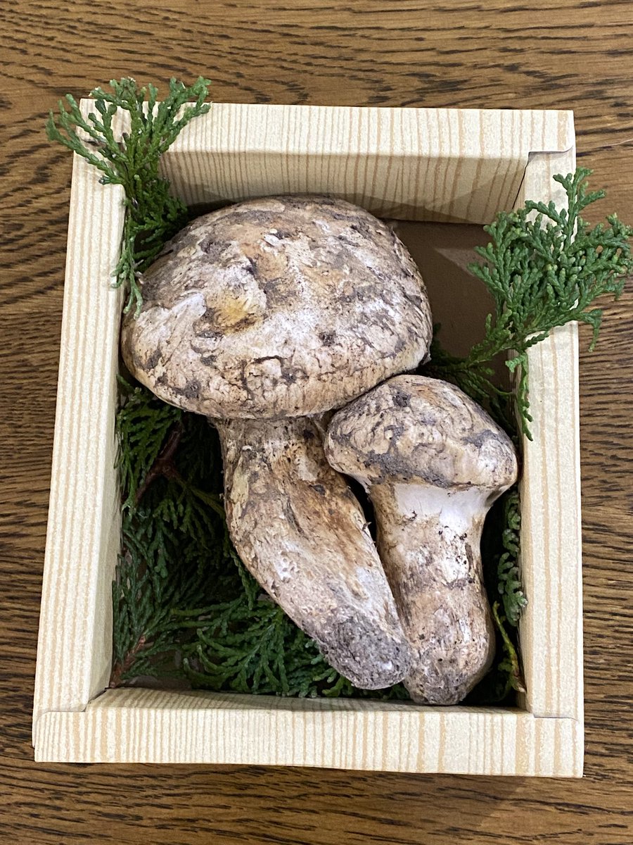 松茸　ミキちゃ ねこがみ on X