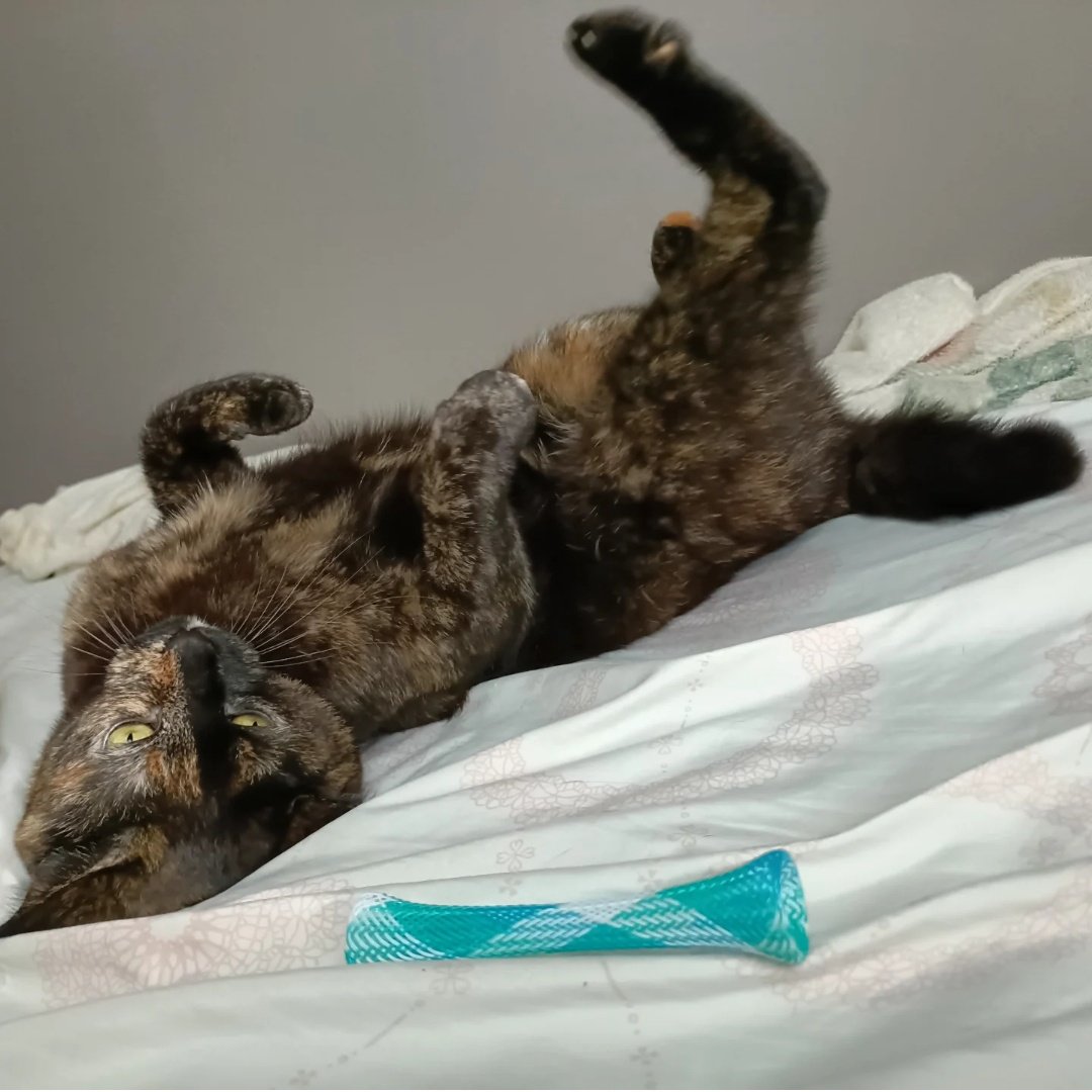 サビ猫の月麦 on X