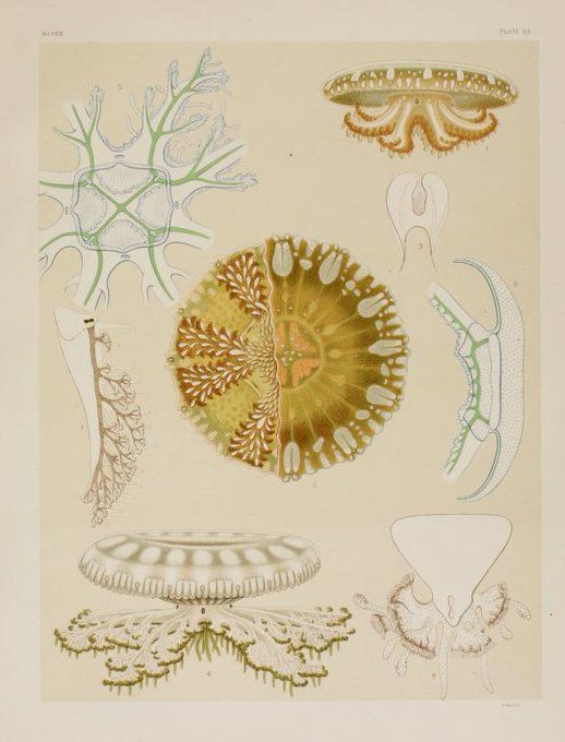 BioDivLibrary's tweet image. 🪼 Alfred Mayor&apos;s &quot;Medusae of the world&quot; (1910) attempted to describe all known forms from all parts of the world. The #SciArt is based on drawings, from life, by William K. Brooks and Louis Murbach. View it in #BHLib: biodiversitylibrary.org/bibliography/5… #WorldJellyfishDay #ILoveBHL