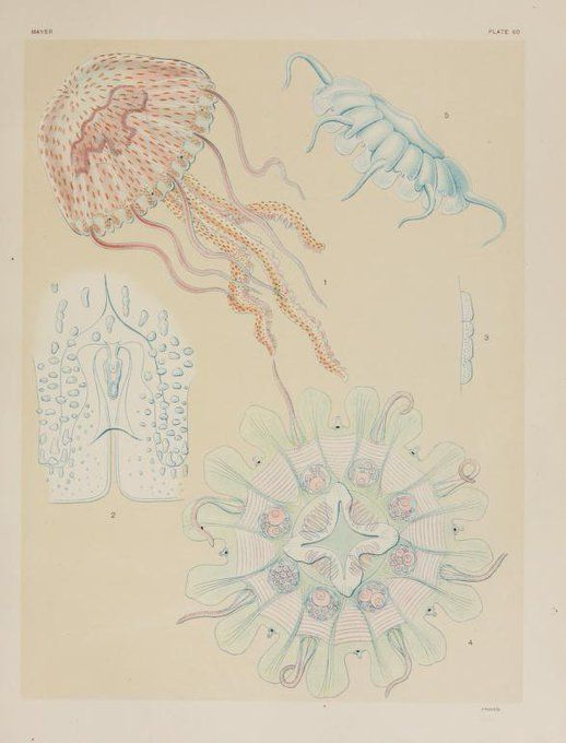 BioDivLibrary's tweet image. 🪼 Alfred Mayor&apos;s &quot;Medusae of the world&quot; (1910) attempted to describe all known forms from all parts of the world. The #SciArt is based on drawings, from life, by William K. Brooks and Louis Murbach. View it in #BHLib: biodiversitylibrary.org/bibliography/5… #WorldJellyfishDay #ILoveBHL