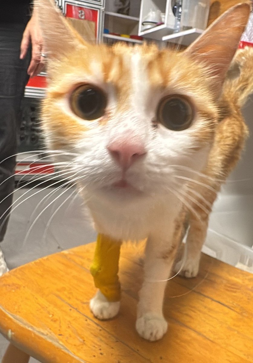 Bu bebeğe geçici yuva arıyoruz. Tedavi sürecinde bir evde tek kalması gerekiyor. Masrafları karşılanacak
İstanbul