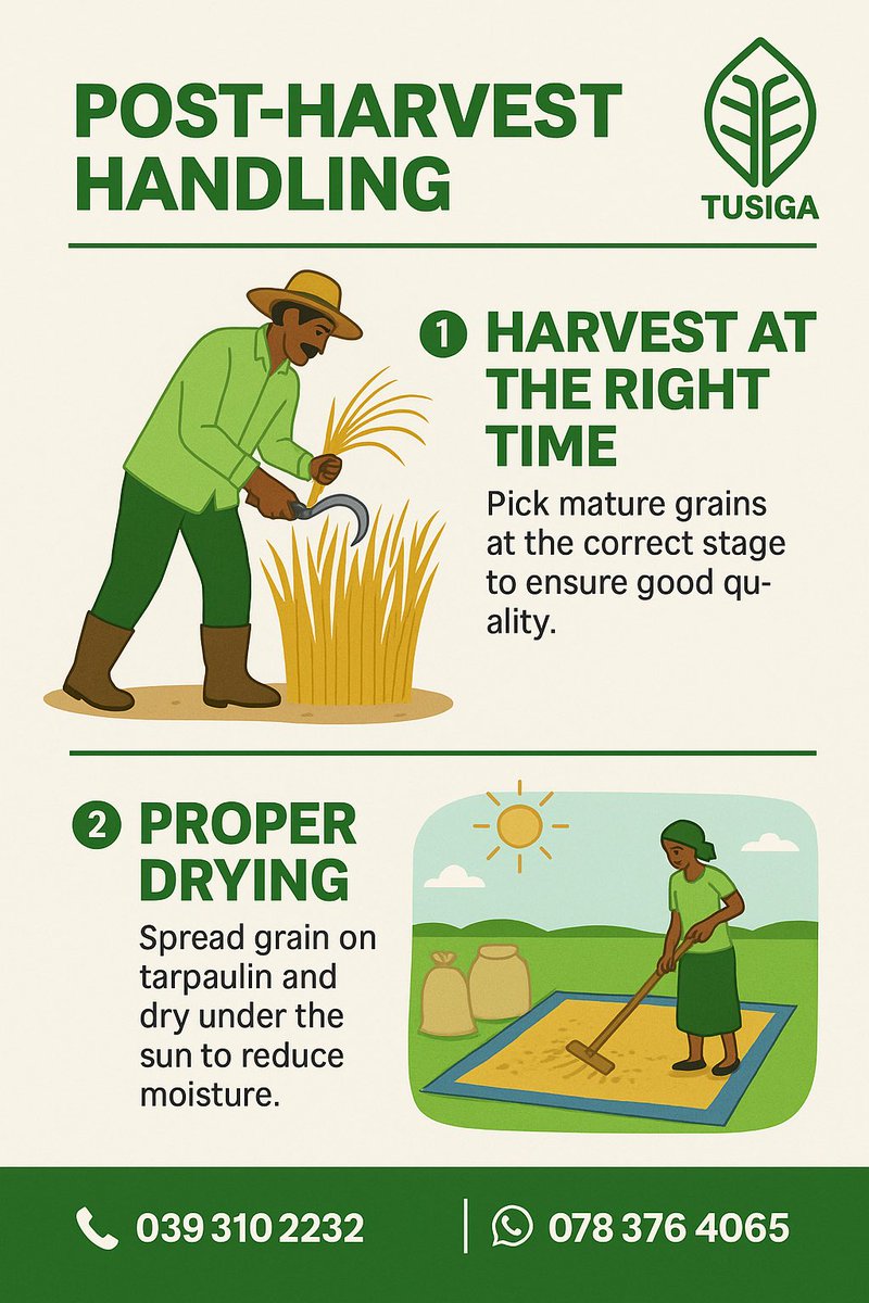 TusigaAgric's tweet photo. 🌾 “Good prices start with good post-harvest handling.”
Dry well. Store right. Sell smart. 💰
#TusigaAdvisory #SmartFarming #PostHarvestCare https://t.co/FOIcjW60zS