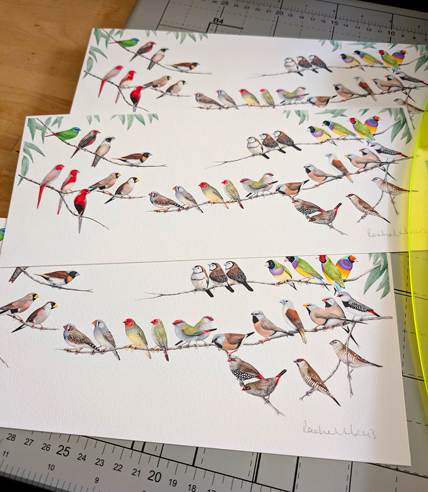 RachelHollisArt's tweet photo. Printed &amp; cut a few of these small Australian Finches prints today, so tiny &amp; cute! Every Australian Finch species is illustrated #finch #birds #birdart #birdprint #prints https://t.co/T2fTfVeo2B