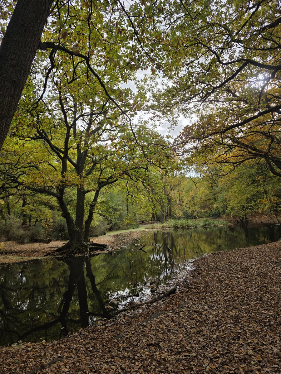 Goodmorning friends ☕️☕️ Life is a joy when you flow with trees.