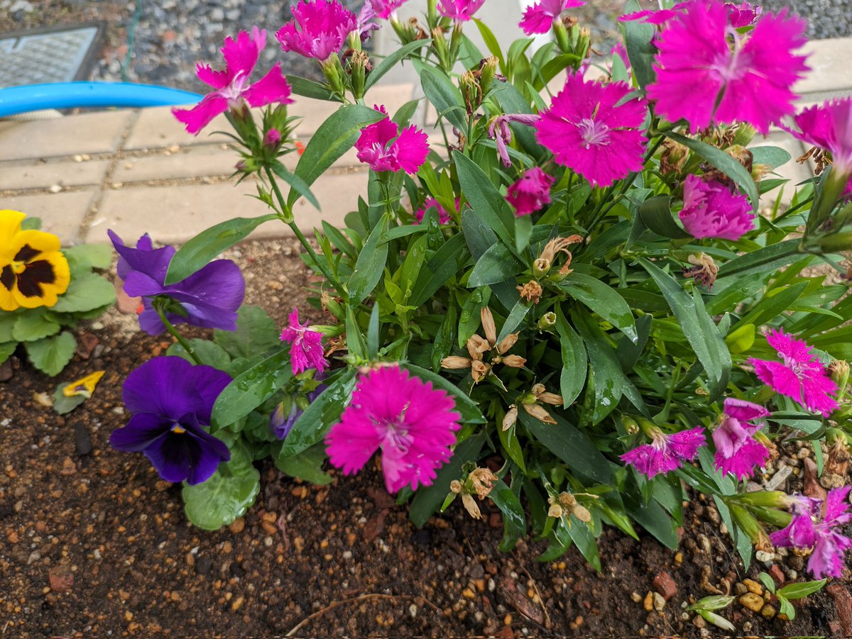 あーにゃん あーにゃん (@anyanz717) / Posts / X