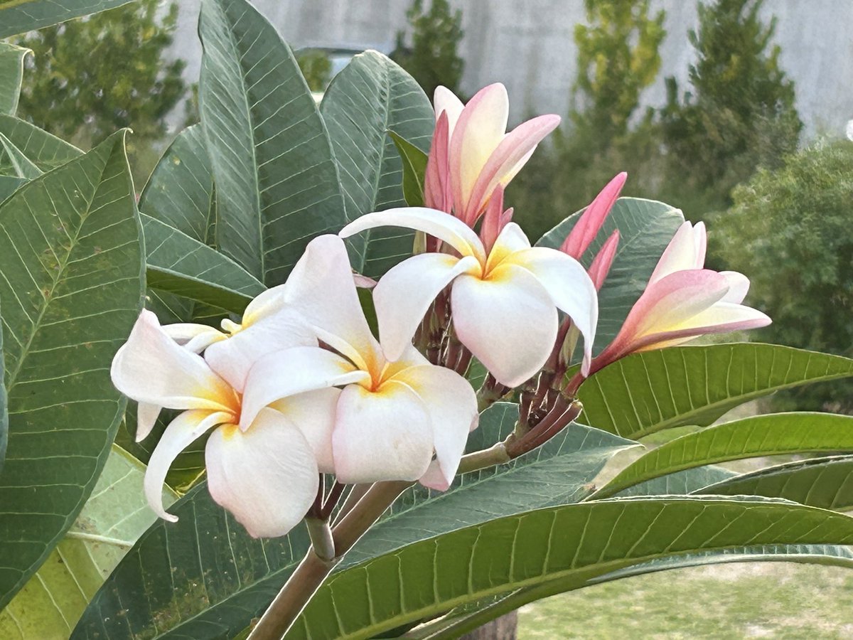 ト*畑様 ☘️スペシャルイベント☘️3184 【Ash】【BELCHERI】クリ Alex on X