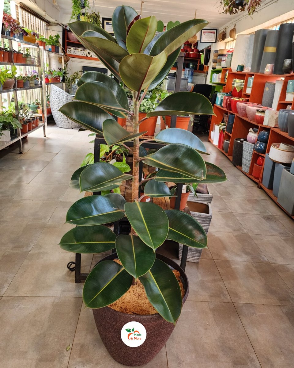 MauaAndMore's tweet photo. Plants in the pictures include
#peacelily #zzplant #Chineseevergreen 
#Rubbertree #Snakeplants with #Pothos https://t.co/4xPToyxUg3