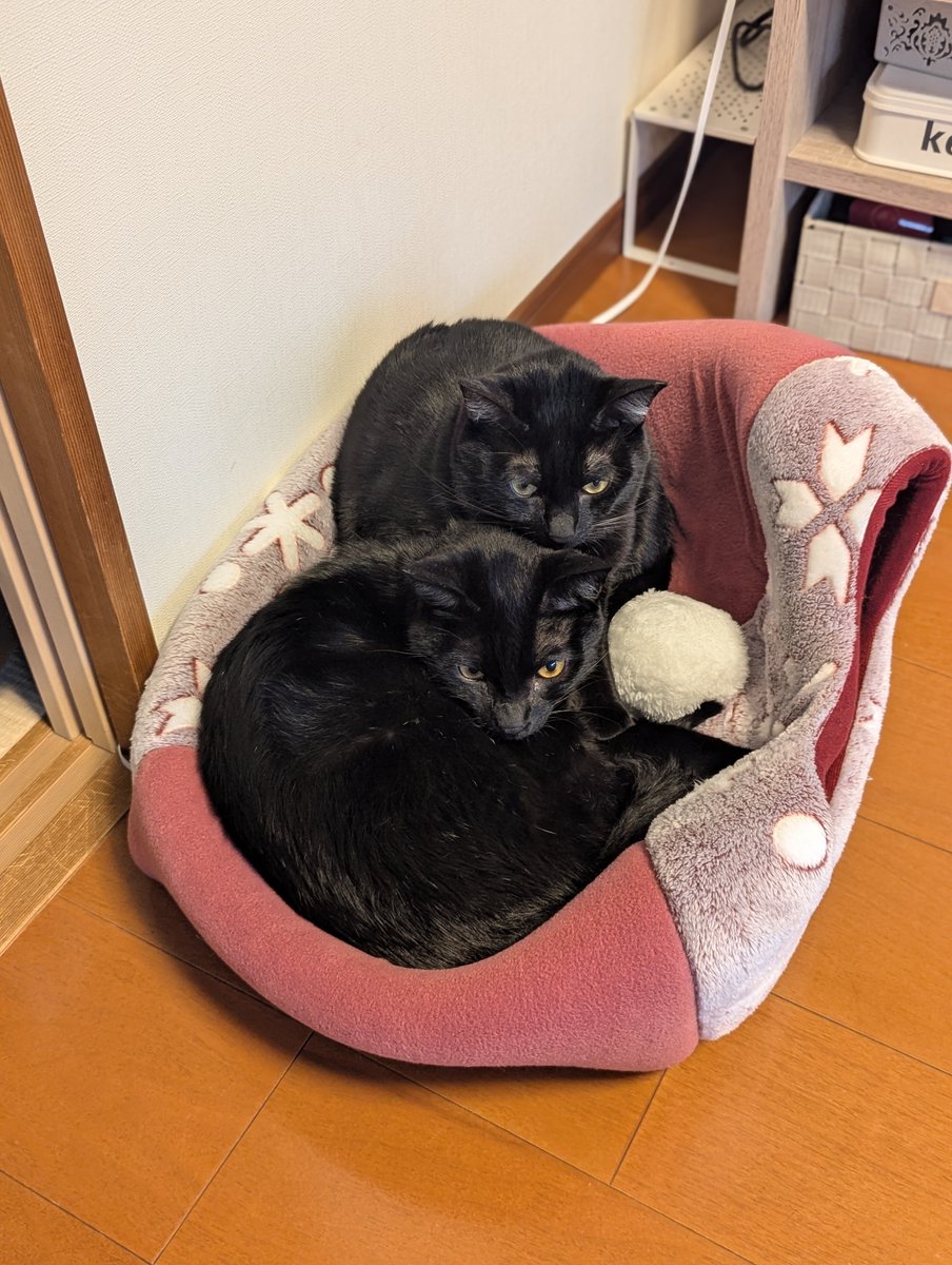 HARAJUKU BIBLE ～BLACK CATS Early Times … HARAJUKU BIBLE ～BLACK CATS Amazon.com: HARAJUKU BIBLE ~BLACK CATS