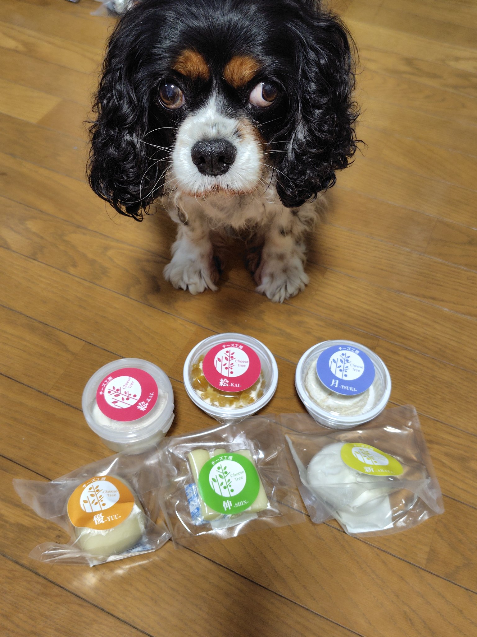 マルチーズ♡ MULTI BORDER FEATHER KNIT｜CONVERSE TOKYO (コンバース