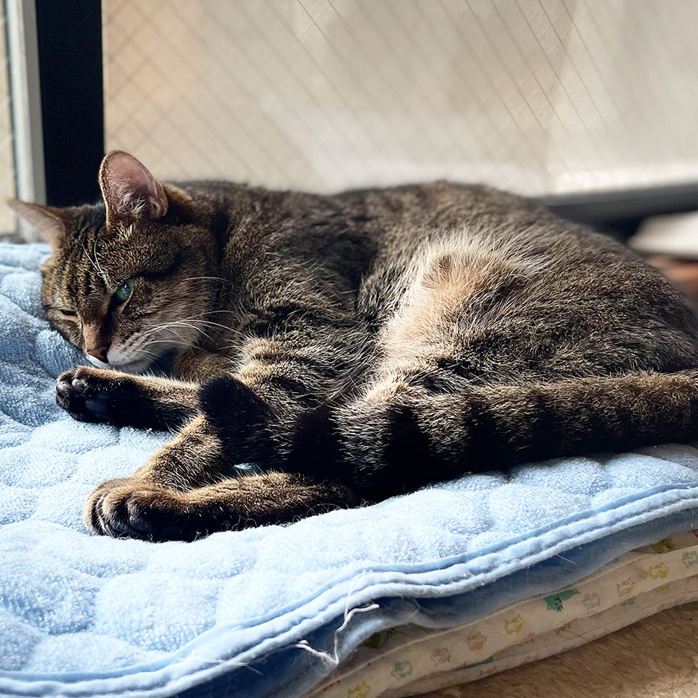 一つのやり方に固執する、うまくいくことさえ失敗に変わってしまう。状況に合わせて方法を変え成功するまで試し続ける柔軟さが大切です。猫だって高い棚に登るとき正面が無理なら横、横がダメなら別の足場を探します。やり方を変えることは妥協ではなく賢い戦い方。柔らかい心が結果を連れてくるニャ🐾