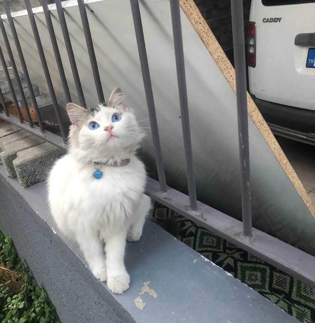 Bu güzellik sahibi tarafından malesef önce sokağa terkedildi sonra da alıp geri dönemeyeceği bir uzaklığa atıldı😔 Yaklaşık 2 yaşında dişi gerçekten prenses gibi çok naif sevilmeye bayılan bir kedicik Trabzon 

İnstagram @trabzon_hayvan_koruma