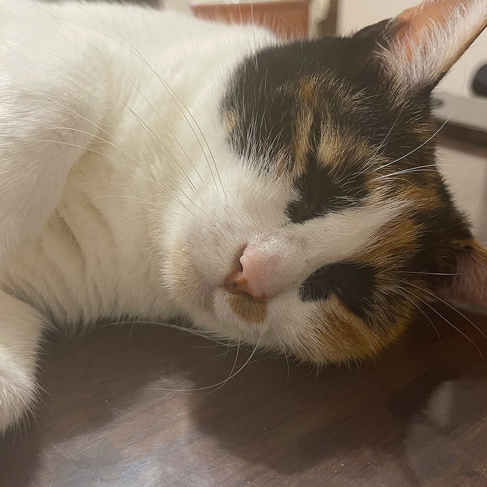 人と心を通わせたいならまず自分から心を開くことが大切。自分が閉じたままでは、相手が心を開いてくれることはありません。猫だって、信頼してお腹を見せたときに初めて、相手も優しく触れてくれるもの。心は鏡のように返ってくる。拒めば拒まれ、開けば開かれる。それが本当のつながりの始まりニャ🐾