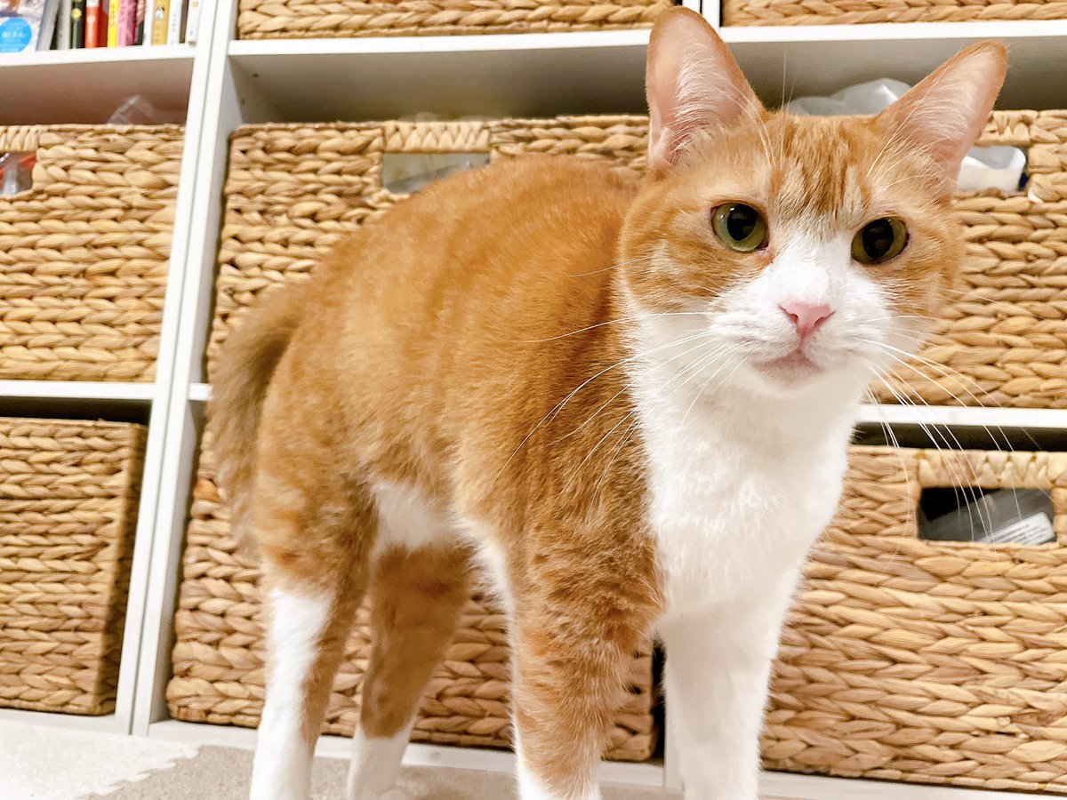 猫ちゃんorうさぎちゃん Amazon.co.jp: HAC おさんぽ うさぎちゃん うさぎ 約W9×D14.5×H16.5cm