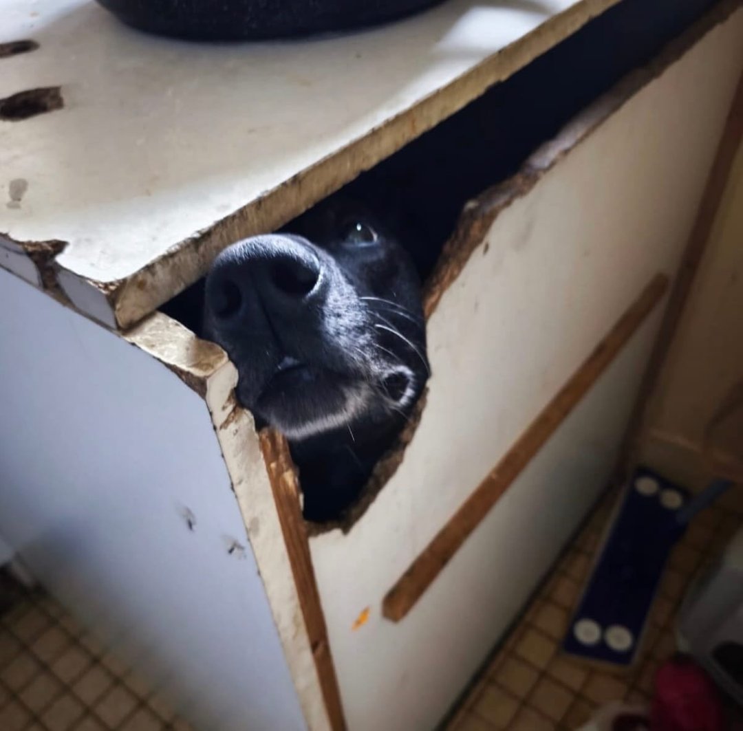 blog83629's tweet image. 🐾 Locki, malinois de 8 ans, retrouvé enfermé dans un placard par un faux agent de sécurité. Sauvé par Action Protection Animale, il incarne la dérive d’une cynophilie mal encadrée. Le CNAPS, lui, retire désormais les cartes pro pour maltraitance. ⚖️🐶 

#SecuritePrivee #SSIAP…