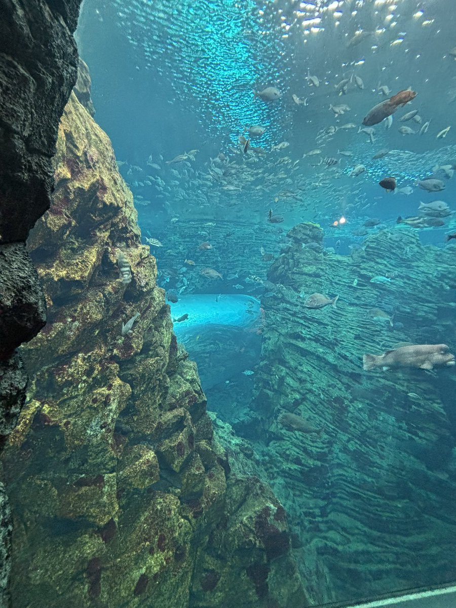 今回の遠征
のとじま水族館(前回雨だったのでリベンジ)とうみがたり行きました
のとじまは前回も行きましたが今回初めてうみがたり行きました
両方ともかなり景色がよくいい場所だなと思いました
#のとじま水族館
#うみがたり