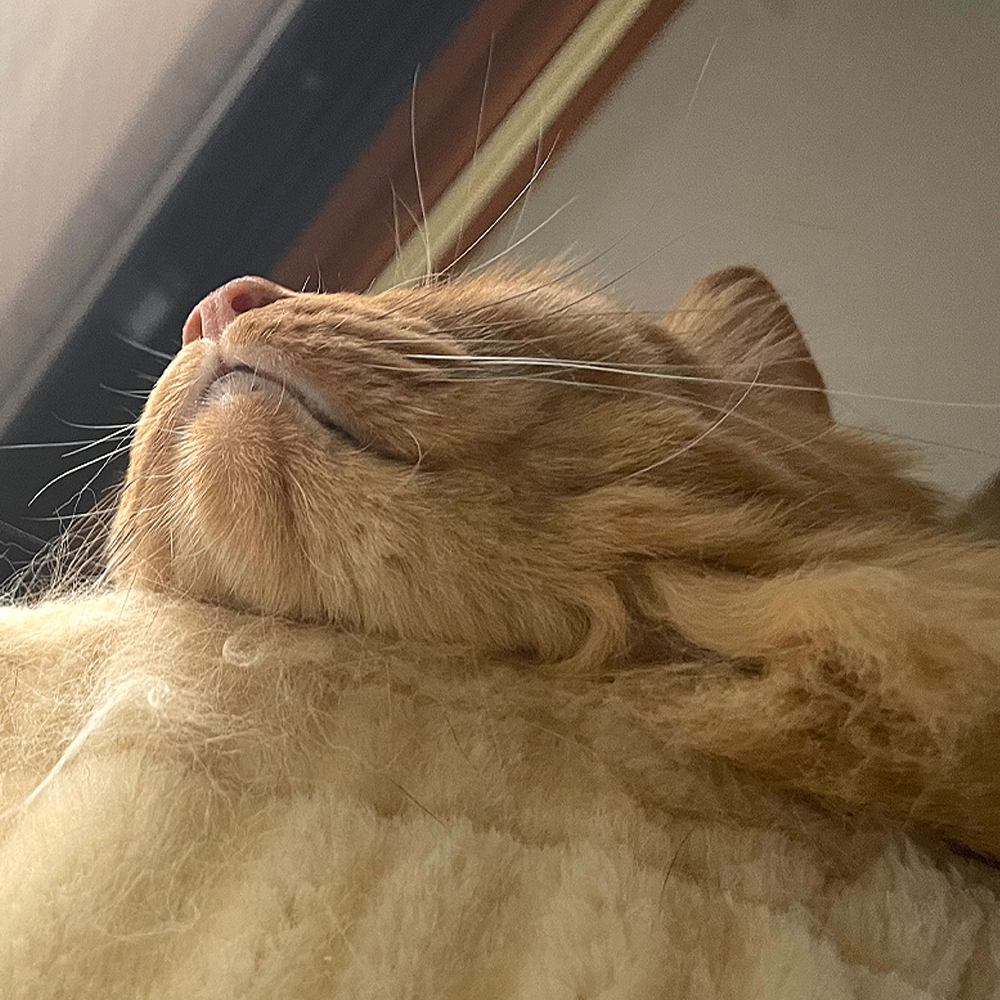 自分の為だけに夢を追うとちょっとした理由で諦めたくなる。でも誰かの役に立ちたいと思って進む夢は簡単には折れない。猫だって自分のためだけじゃなく子猫のためならどんな高い場所にも飛び乗ります。守りたいものがあると弱さよりも強さが勝つ。夢を他人の幸せとつなげたとき覚悟は揺らがないニャ🐾