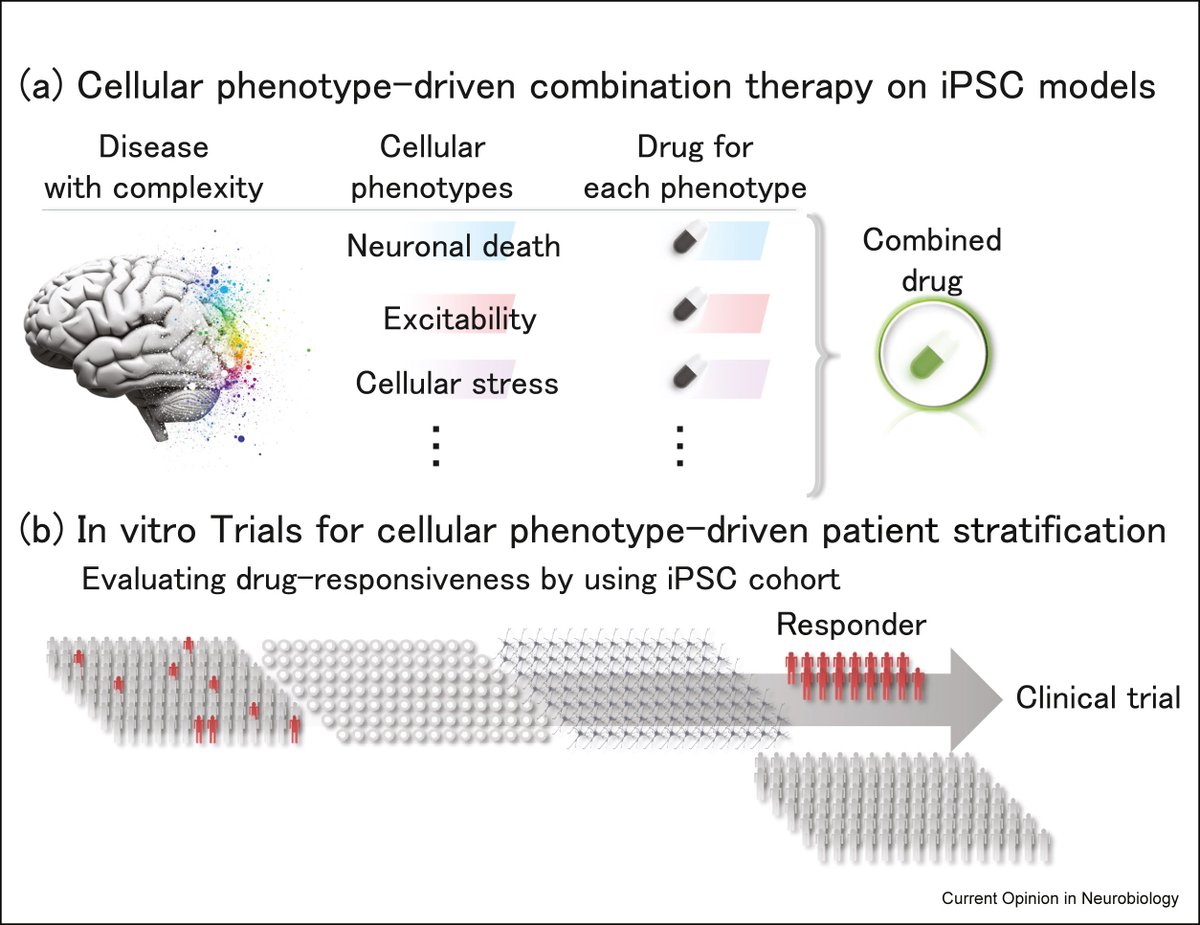 thmonk_pf's tweet image. 細胞移植療法と創薬の両面で実用化段階に到達したiPSC技術の神経変性疾患治療の応用についての総説

102名の孤発性AD患者由来iPSC cohortを用いたcell GWASにより遺伝的riskを細胞レベルで解明し臨床予測に成功したCDiP技術は革新的である

OA

#iPSC 
#Alzheimers 
#papers 
doi.org/10.1016/j.conb…