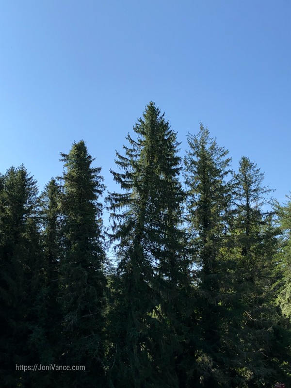 Made you a PBnJ...Pause...Breathe...nJoy.© God's love is evergreen and everlasting. JoniVance.com