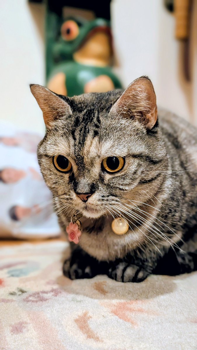 猫さん ねこさん⚡(ΦωΦ) on X