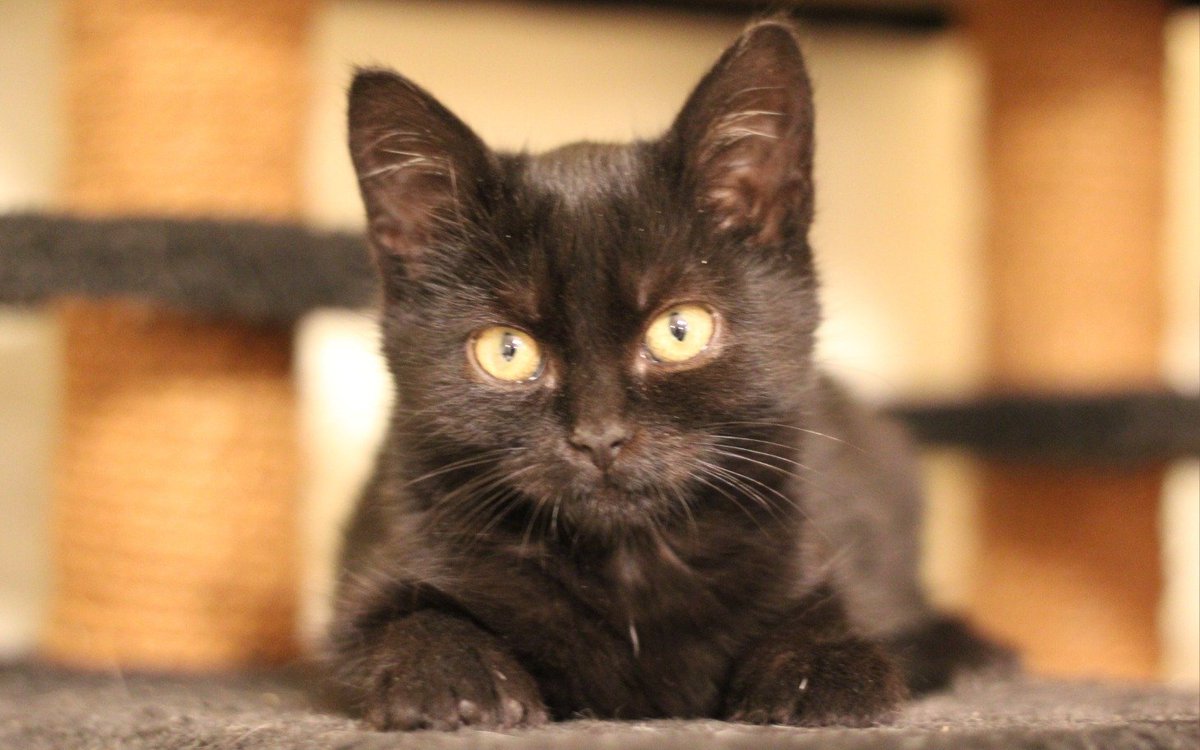 Birma jeszcze niedawno była rozmruczaną, pełną życia przylepką. Dziś walczy z FIP – słowem, które paraliżuje każdego kociarza. Potrzebuje natychmiastowego leczenia, a koszt jednej terapii to tysiące zł. 

Pomóż ocalić jej życie 🙏
pomagam.pl/dlabirmy