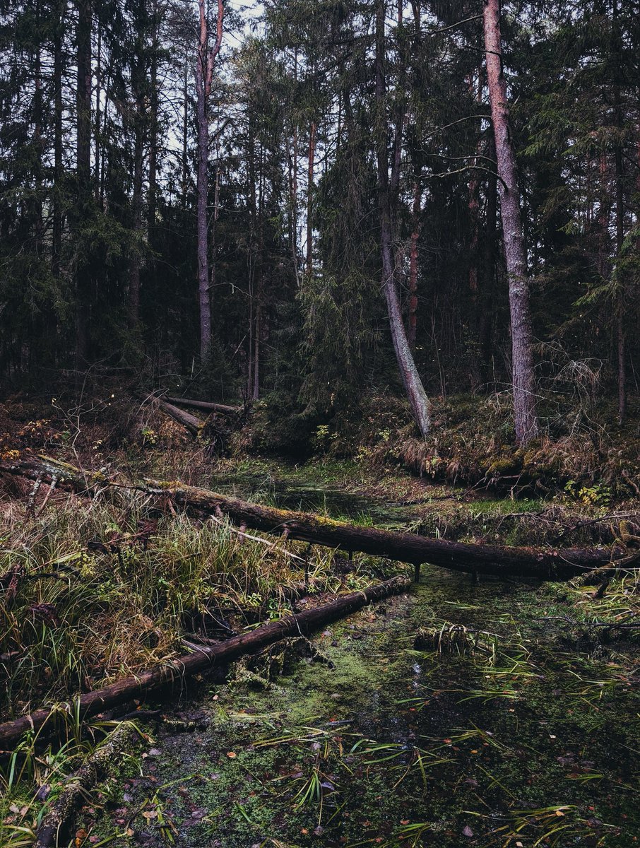 Снял глубоко осенние леса
