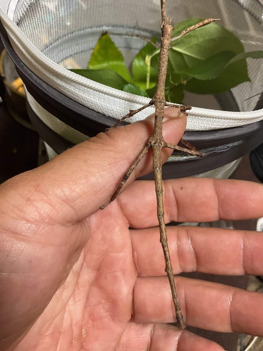 hajitan06211's tweet photo. Achrioptera manga
アクリオプテラマンガ
(*´艸`*)ウシシ
#アクリオプテラマンガ #ナナフシ #AchriopteraManga #StickInsect #Phasmid #Phasmatidae https://t.co/rFWXYLWNiY